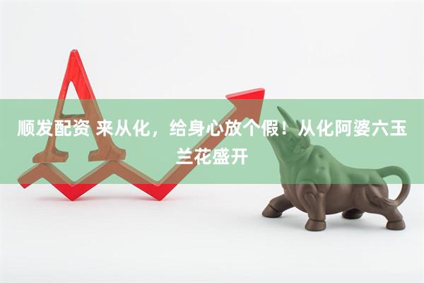 顺发配资 来从化，给身心放个假！从化阿婆六玉兰花盛开